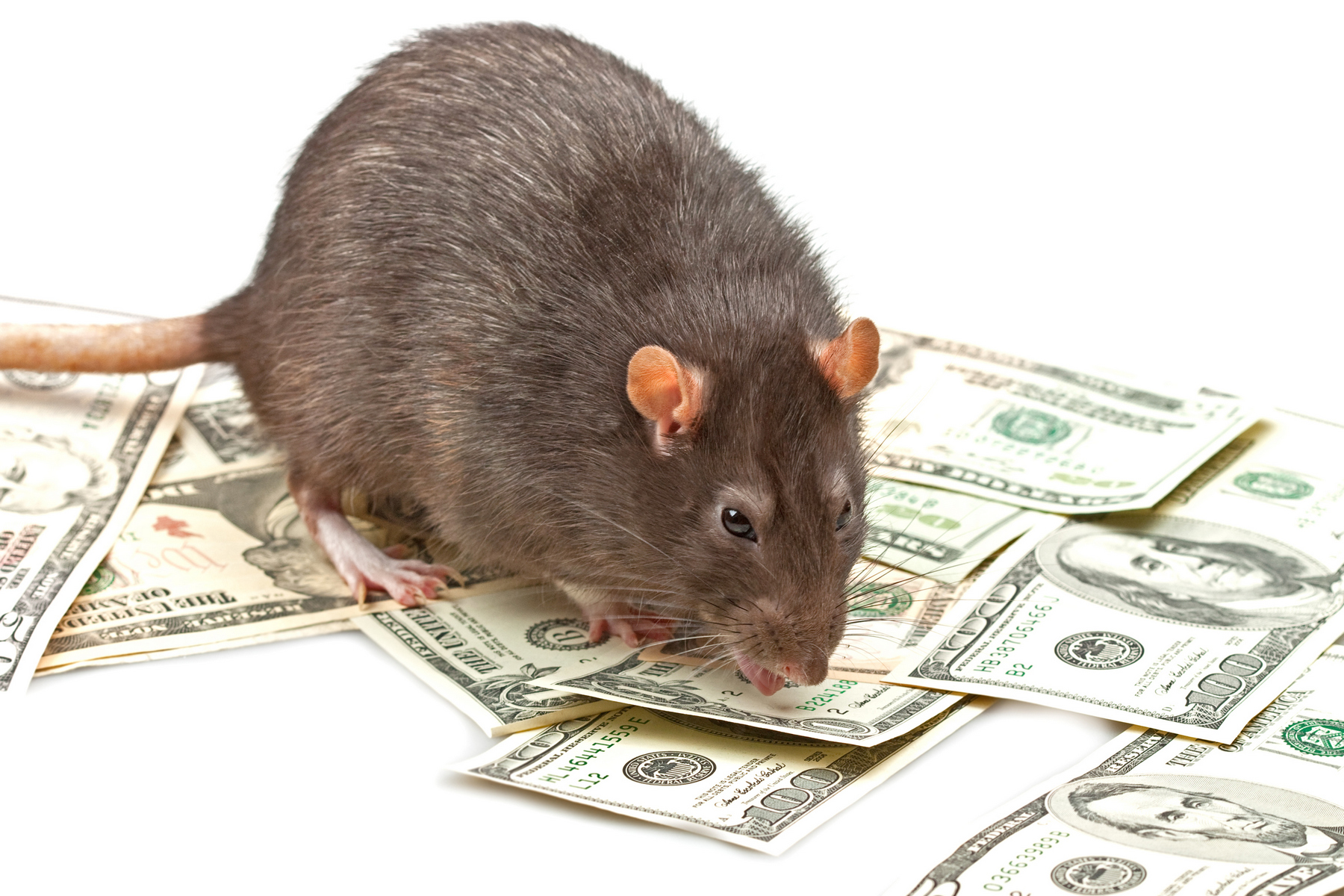 Крыса с деньгами