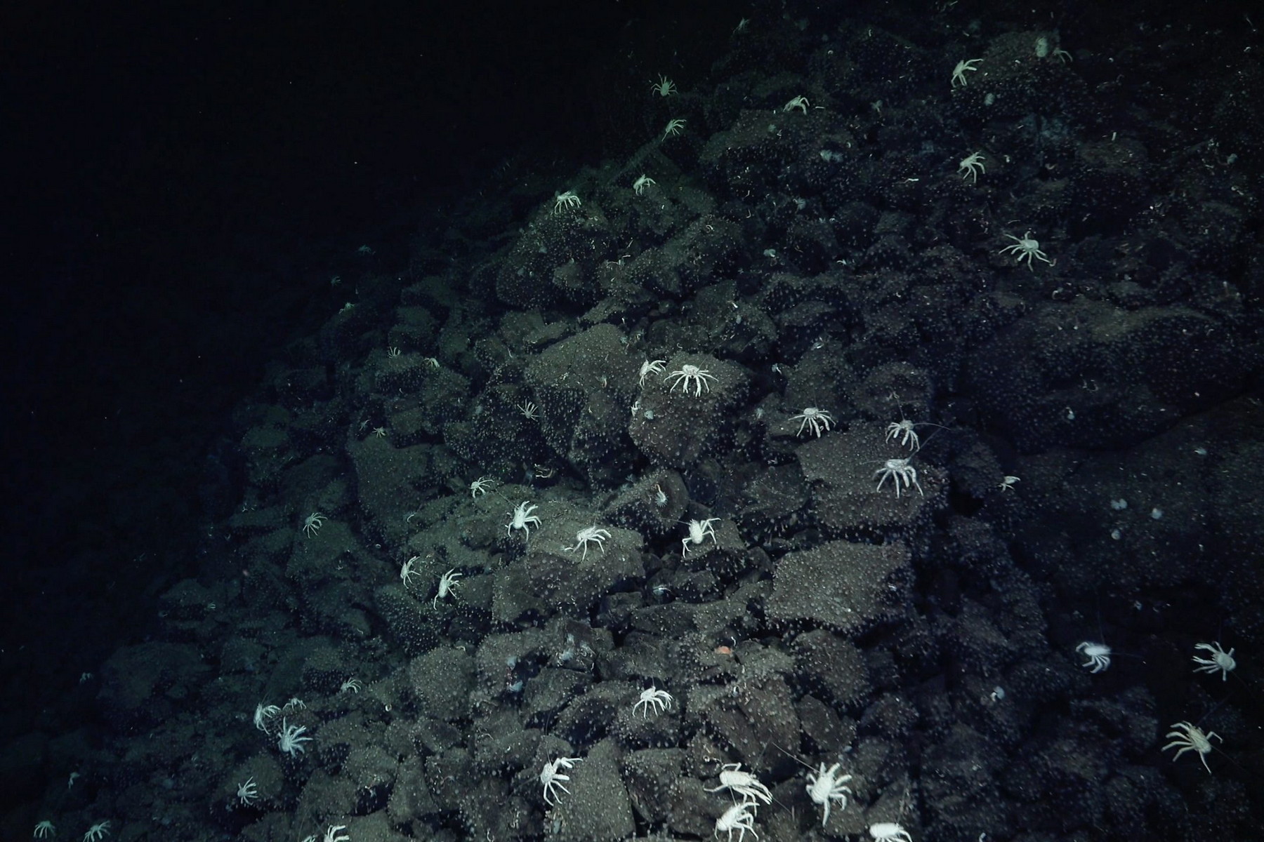 A crab trail led scientists to a remarkable underwater discovery