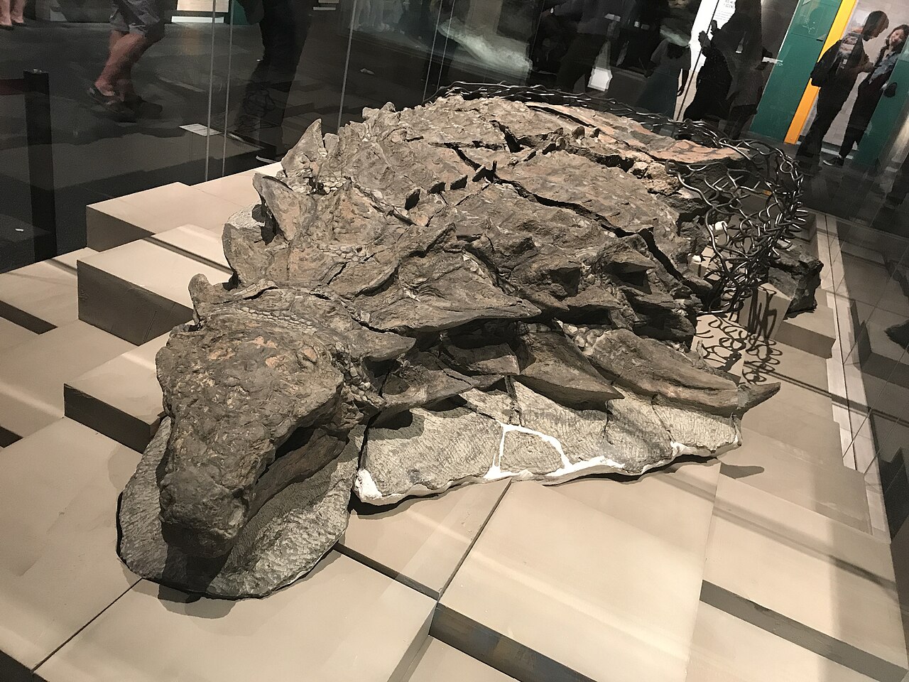 Unveiling the Power of Prehistoric Armor: How a 110-Million-Year-Old Nodosaur Fossil Survived Impacts Like a Pickup Truck