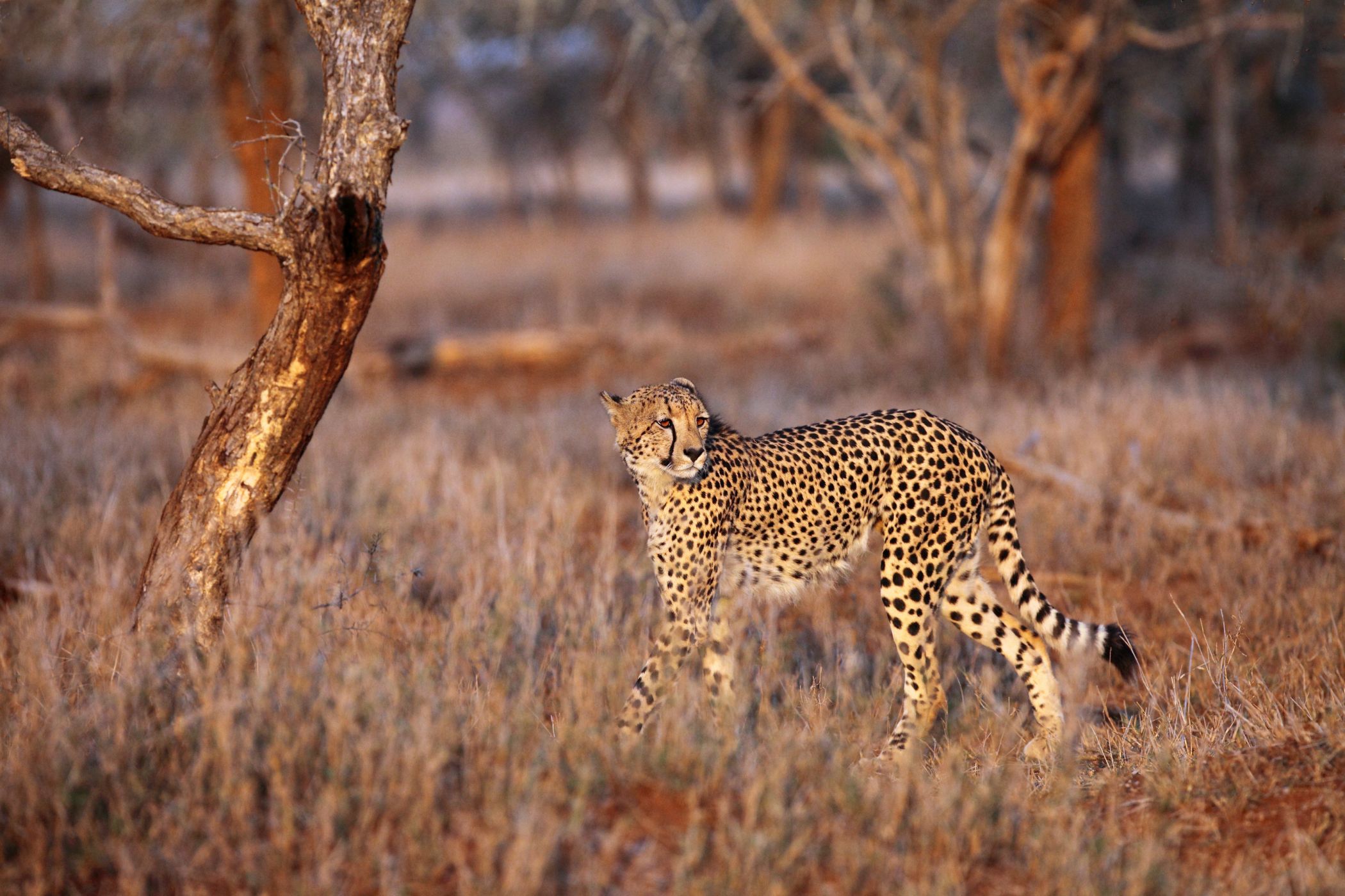 Gepard a pes hyenovitý: Souboje famózních běžců | 100+1 zahraniční  zajímavost