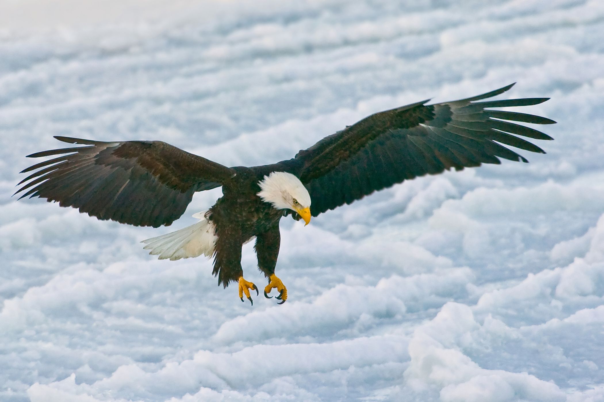 Eagles landing mammogram