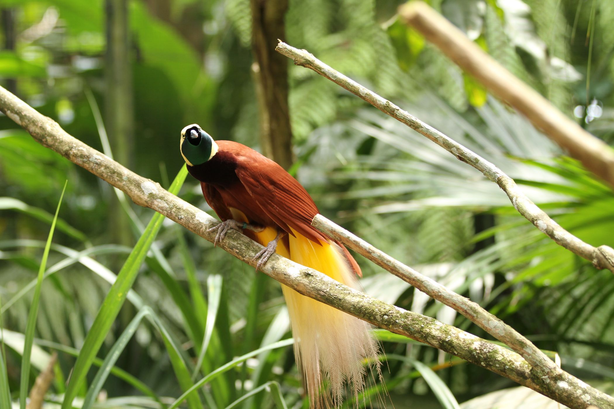 Райская птица Папуа новая Гвинея