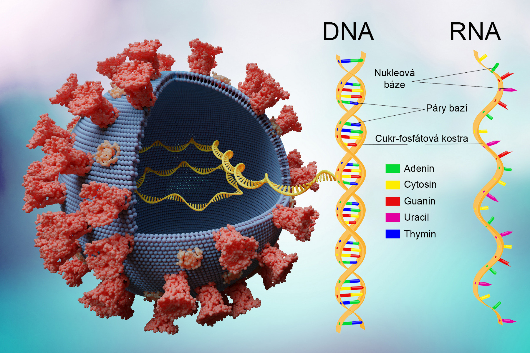 irok-rodina-vir-jak-p-esn-funguj-rna-viry-a-jak-se-jim-t-lo-br-n