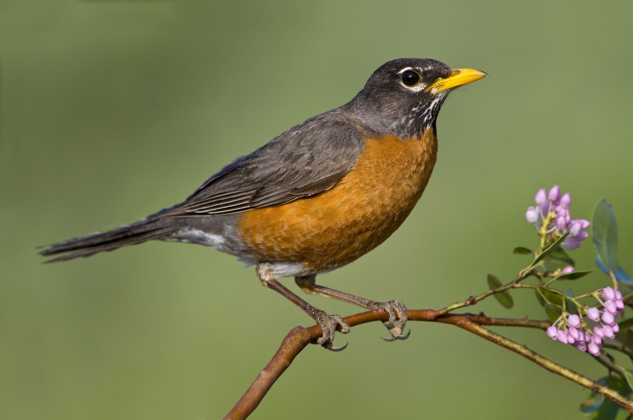 Странствующий Дрозд (turdus migratorius)