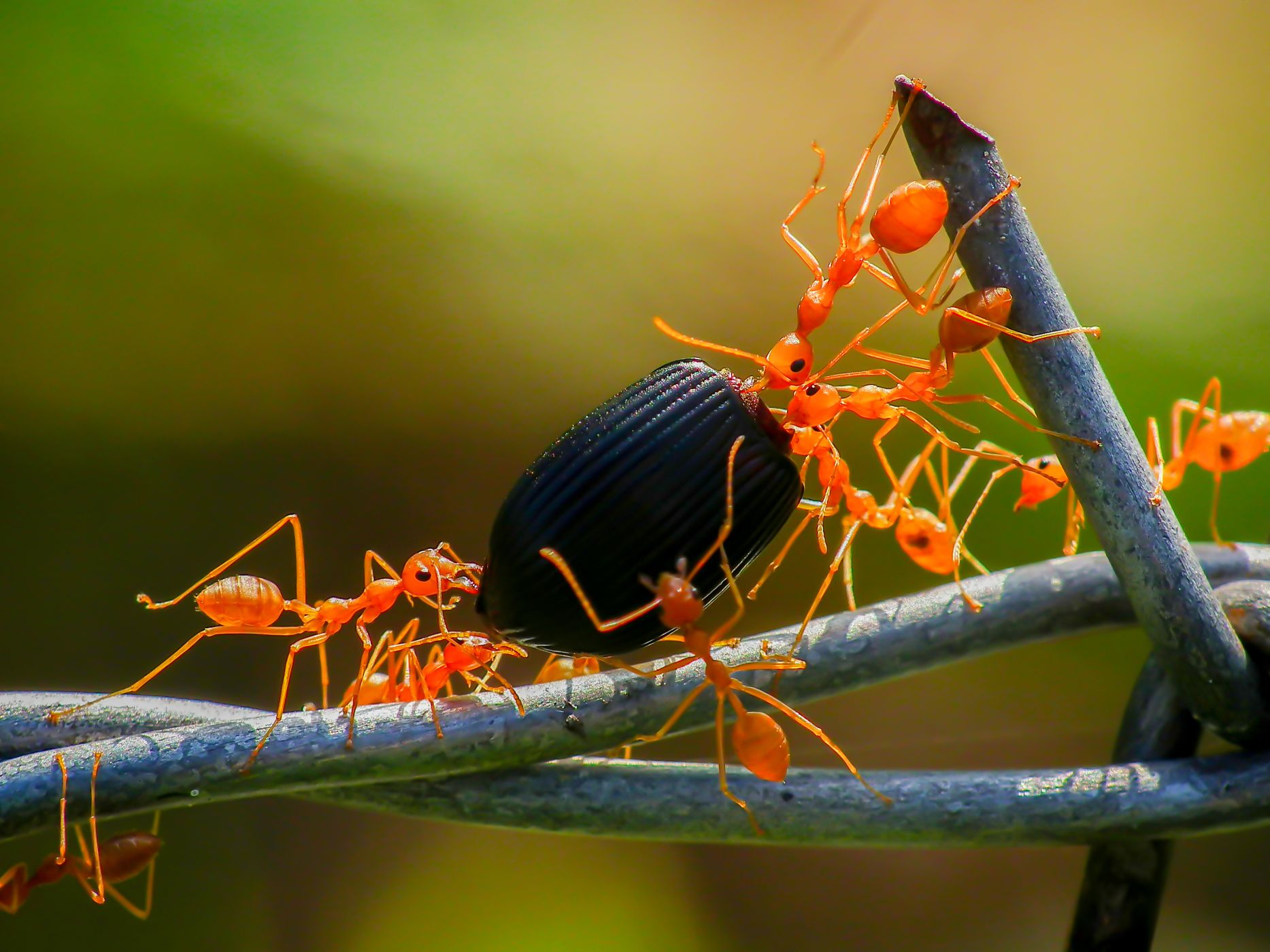 How anthills learn: Anthills grow wise, but ants remain stupid