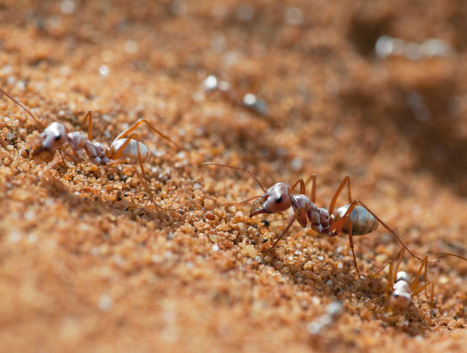 Cuantas hormigas hay en el mundo