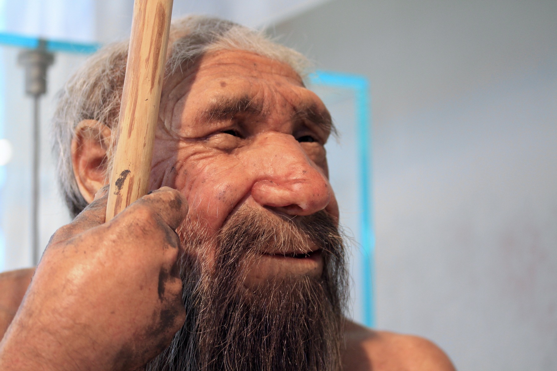 We probably owe the chronotype of “early birds” to mixing Homo sapiens with Neanderthals