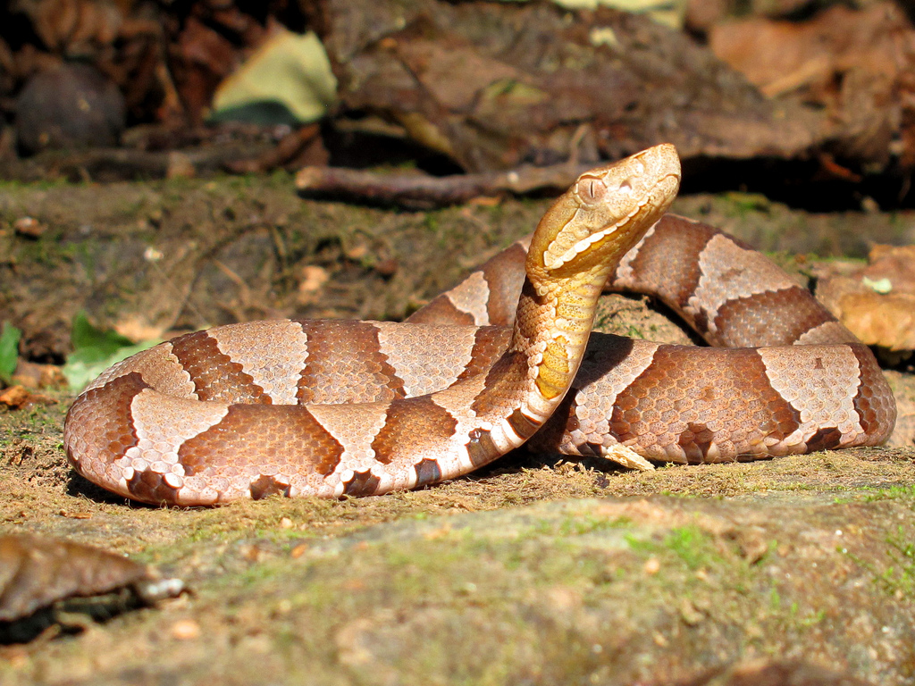 Agkistrodon contortrix