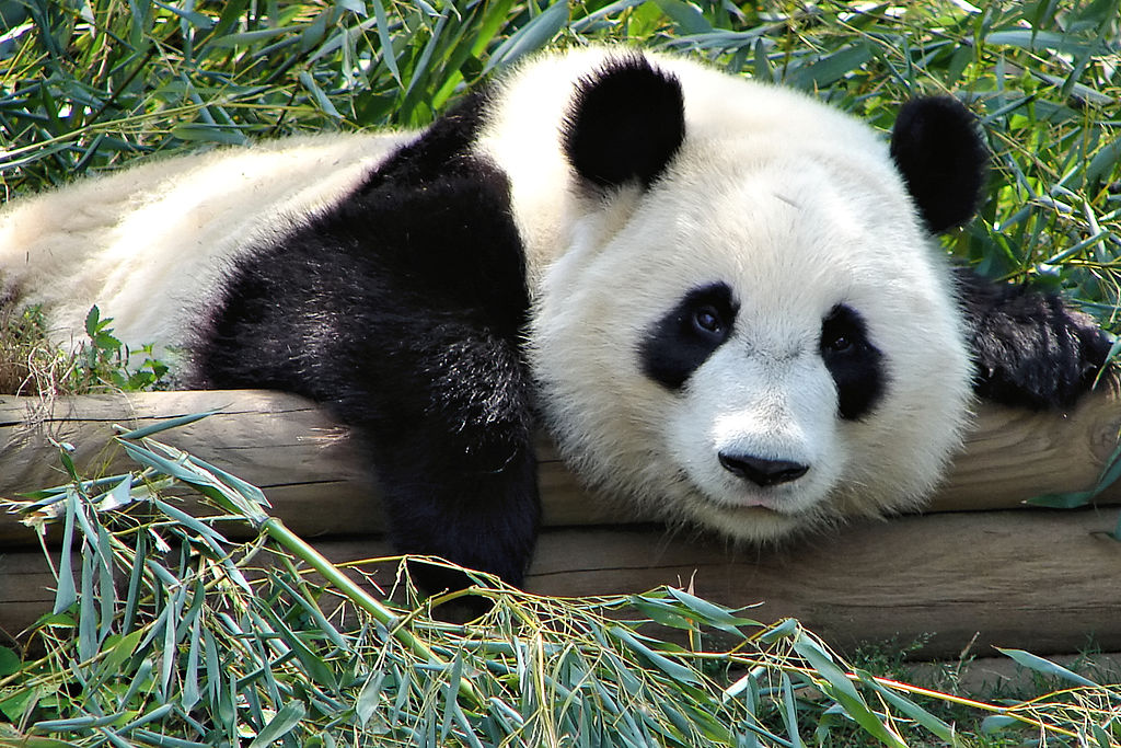 Emancipace Pand Velk Ch Partnera Si Hledaj Samci I Samice 100 1   Atlanta Zoo Panda 