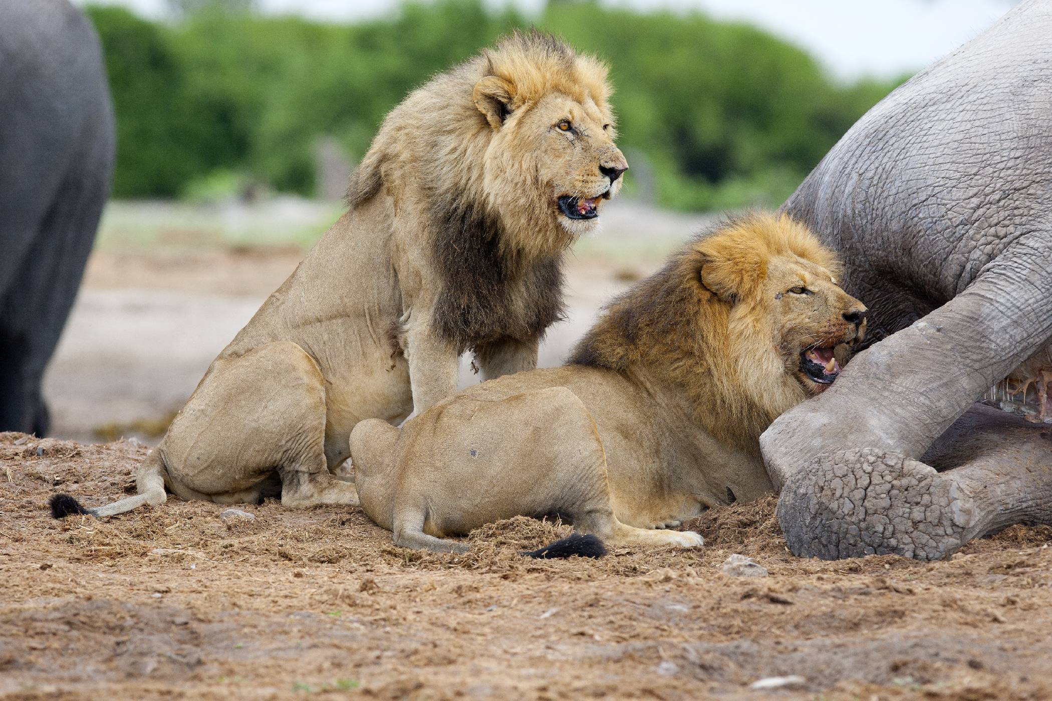 Спарринги среди животных львы
