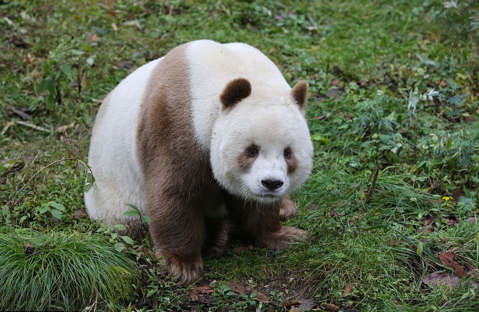 Z outsidera celebritou: Unikátní hnědá panda velká se má k světu | 100