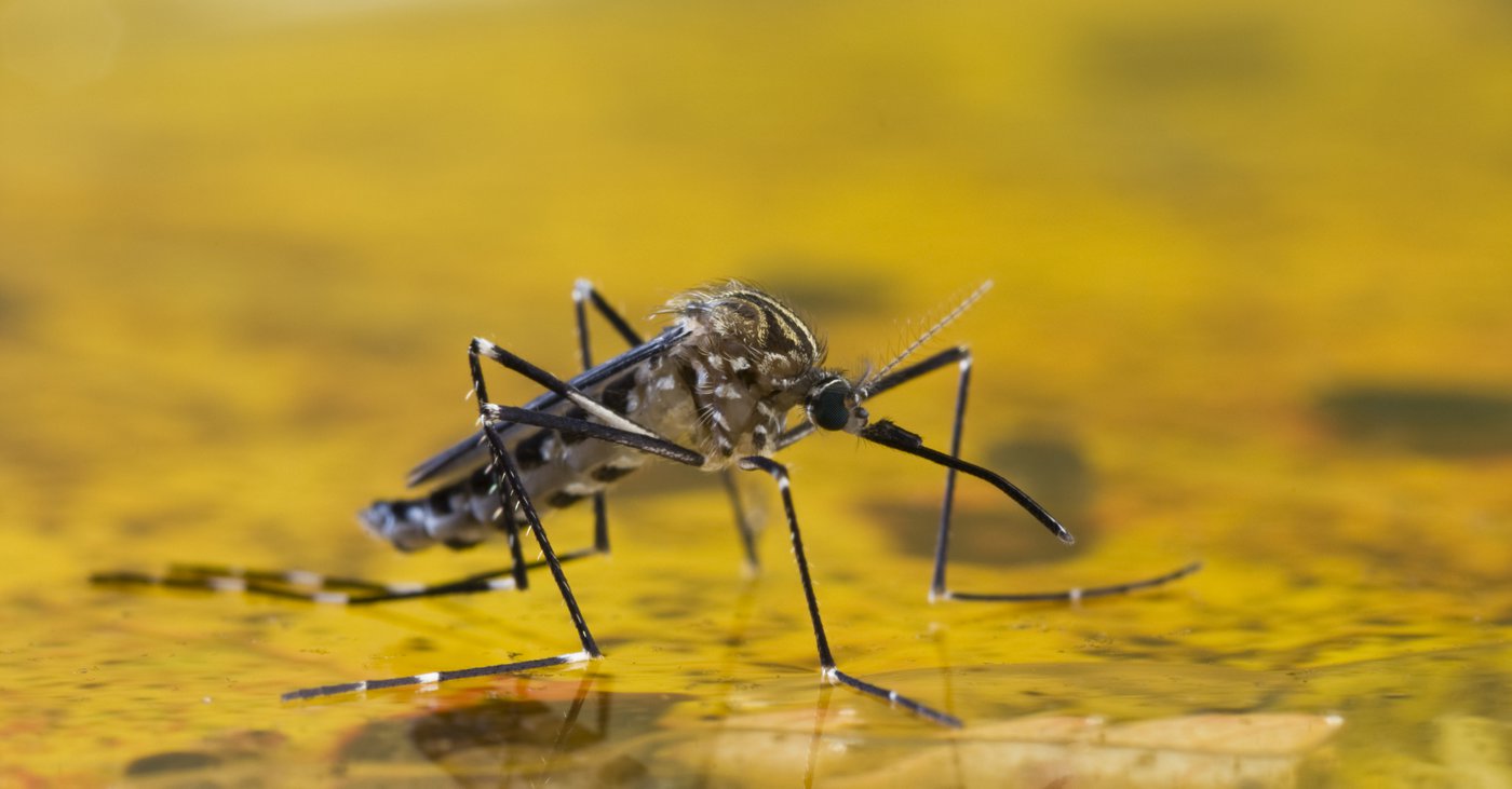 Nová epidemie na obzoru Smrtelná žlutá zimnice se šíří z Afriky do