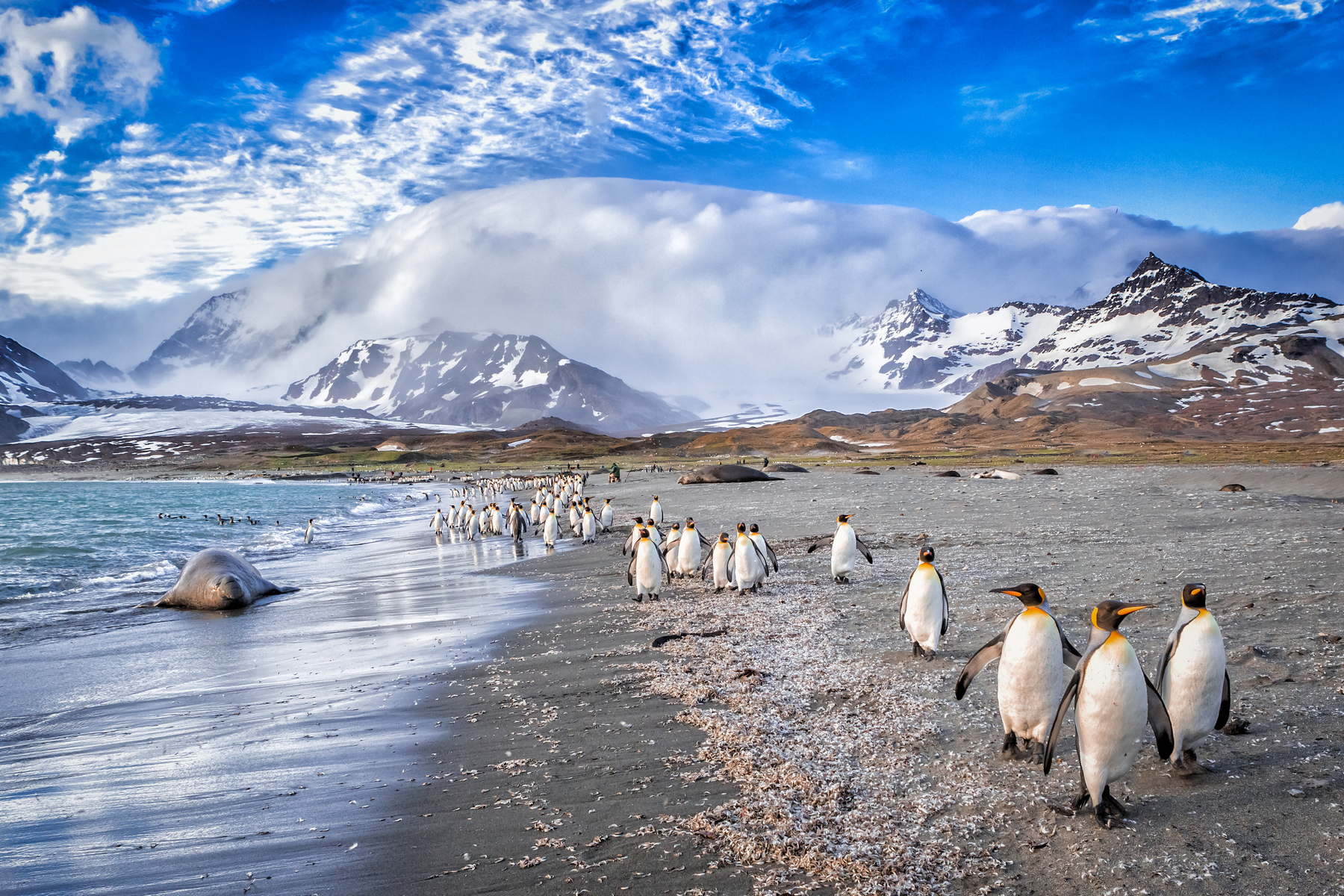 Falklandy Ostrovn Sud Prachu Kter Dodnes Dr D Argentinu 100 1   Shutterstock 438314467 